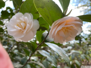 Camellia japonica Winter's Snowman